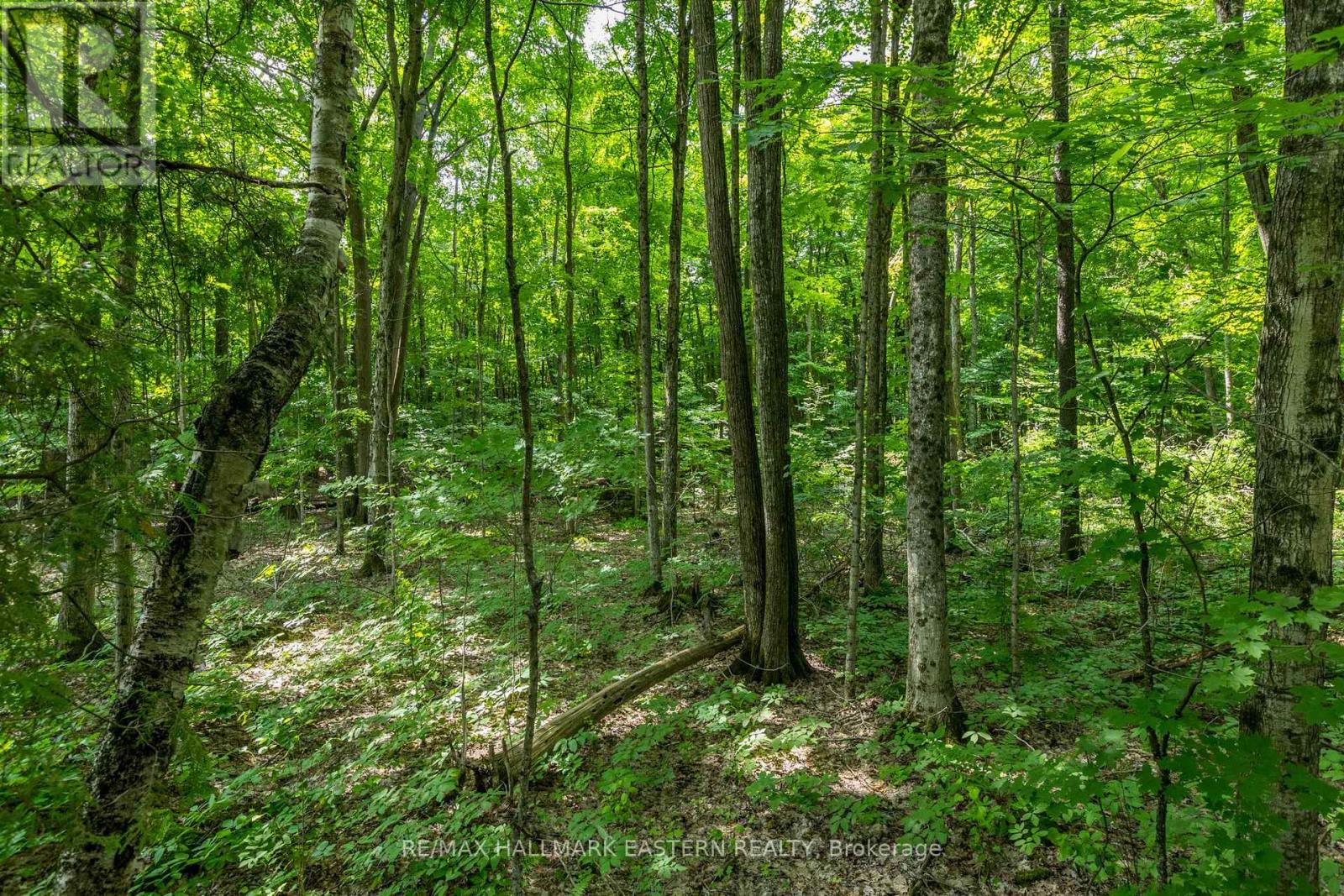 0 Teds Lane, Galway-Cavendish And Harvey, Ontario  K0L 1J0 - Photo 32 - X12008415