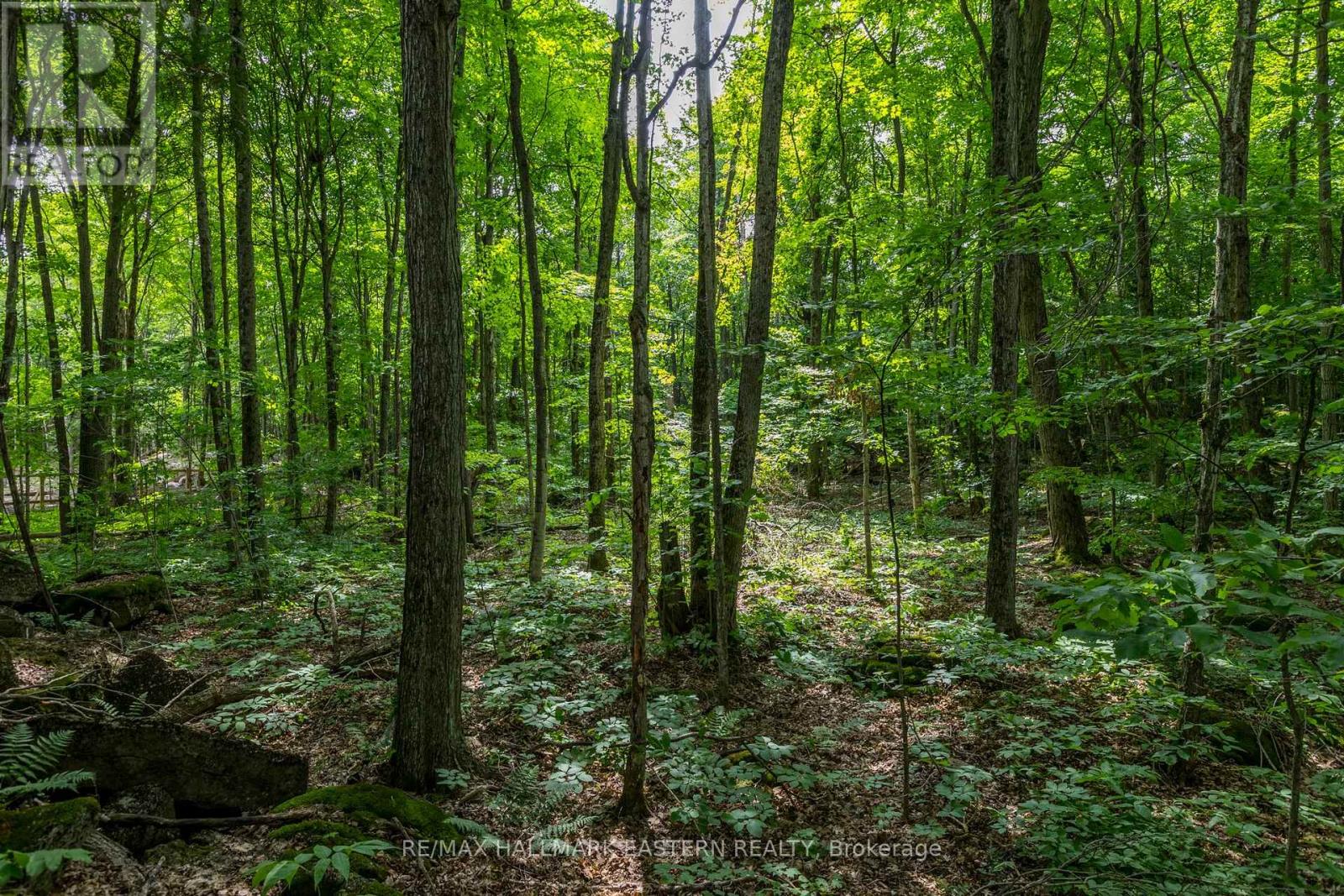 0 Teds Lane, Galway-Cavendish And Harvey, Ontario  K0L 1J0 - Photo 37 - X12008415